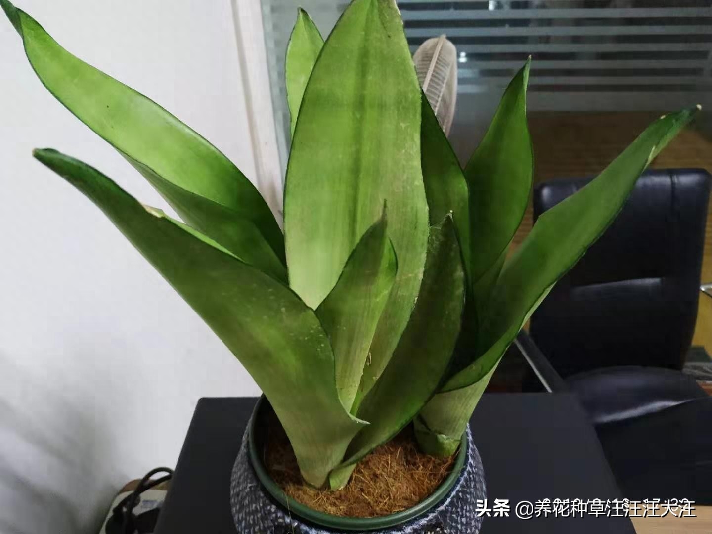 虎皮兰的种植和养护方法，注意这四点，不烂根，植株旺，叶子“蹭蹭”长