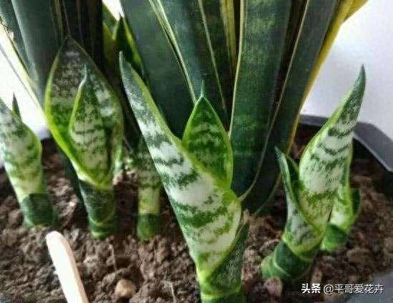 虎皮兰咋种 ？盆里埋“几粒肥”，浇上1种水，小芽多，非常实用