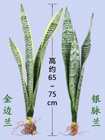 银脉虎皮兰的养殖知识