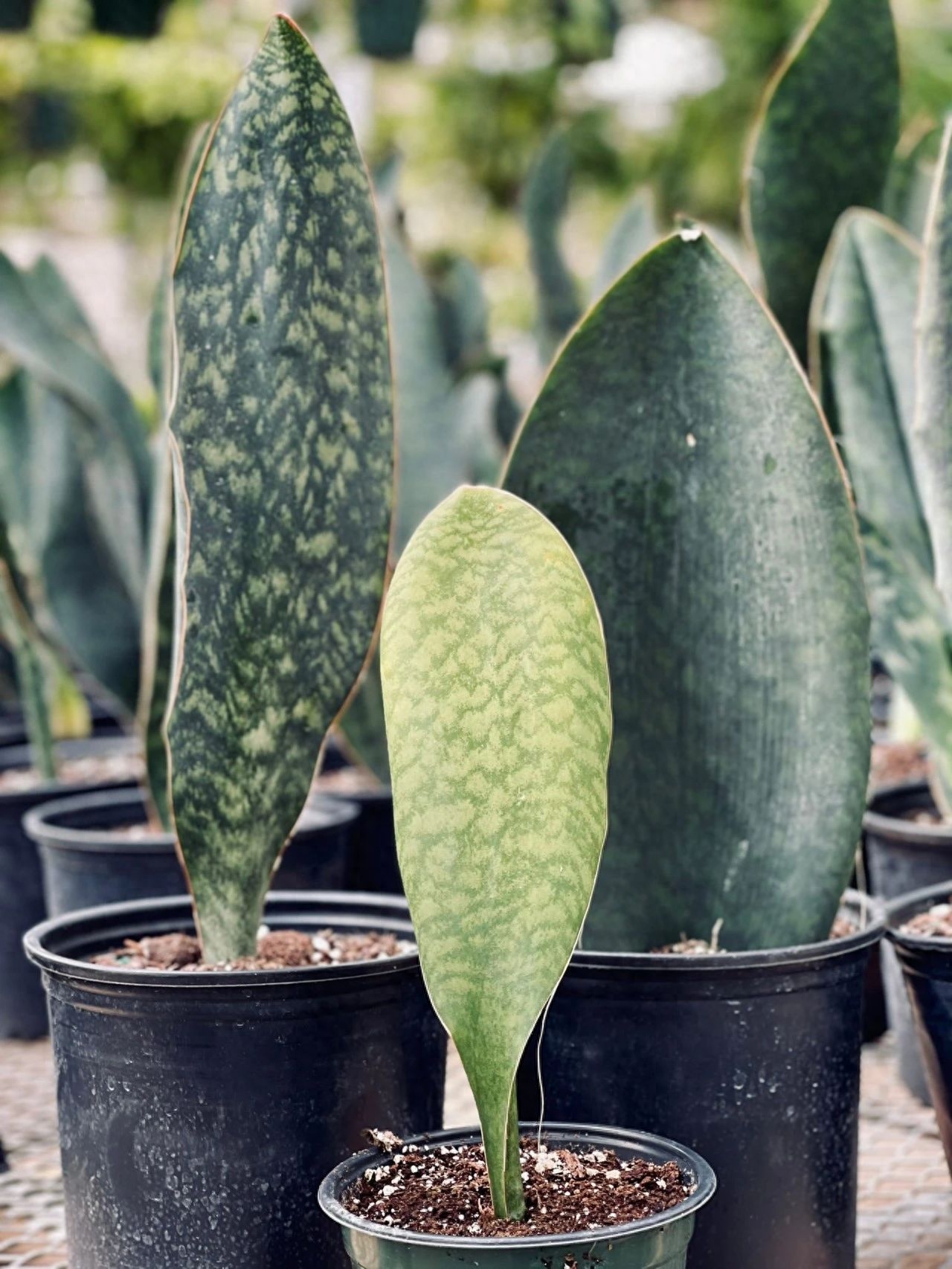 虎皮兰是哪种植物?耐阴小众且清新的室内盆栽绿植