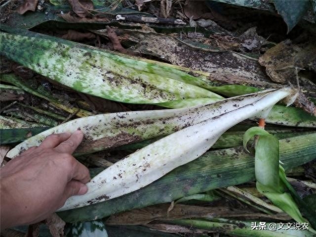 剑兰虎皮兰植物叶子由灰绿色变黄白色？避光处理试试看，有这些异样