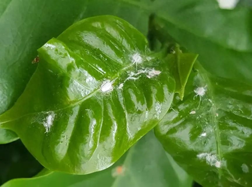 夏天室内和户外的植物都很容易感染粉蚧，这种害虫看起来像棉花