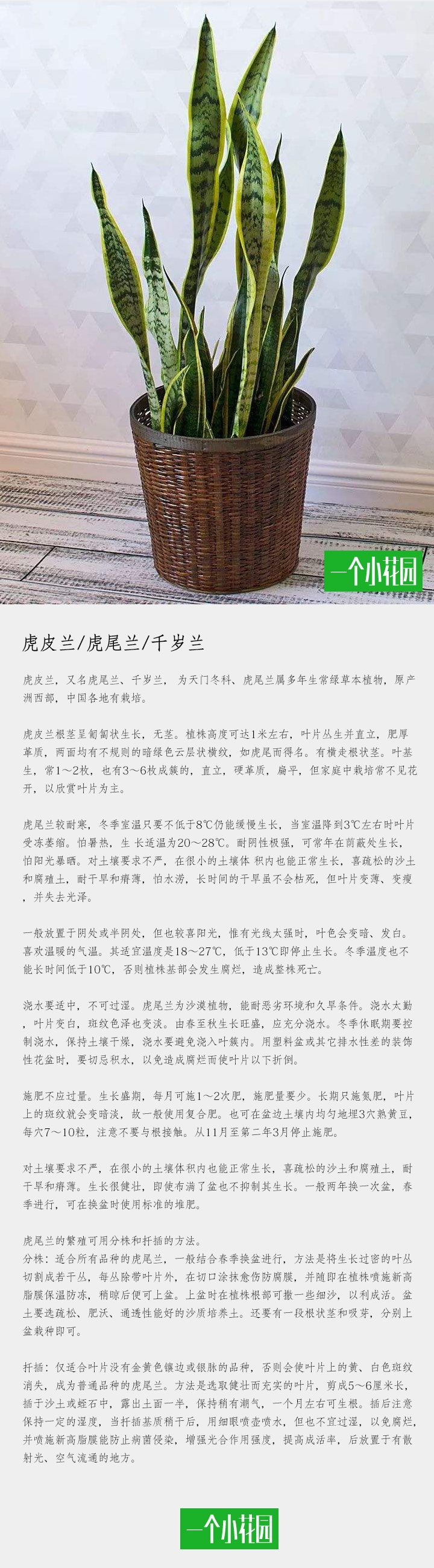 虎皮兰与虎尾兰区别？ 植物图谱「虎皮兰」