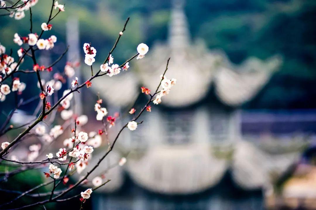 赞梅花傲骨的唯美句子简短（与君共赏99句梅花诗）