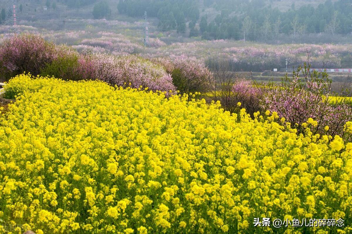 油菜花文案短句优美诗句（油菜花诗词12首）