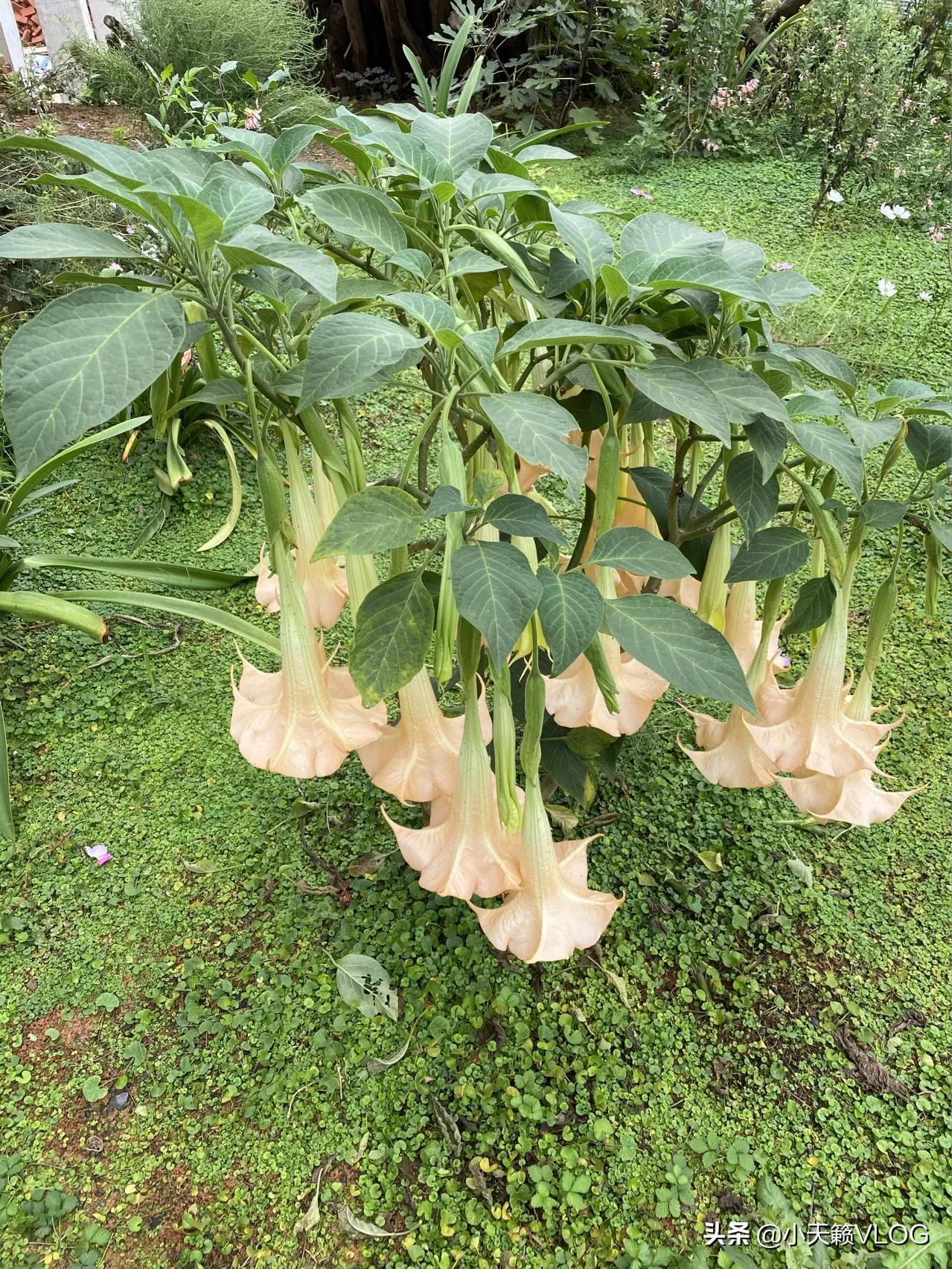 紫色曼陀罗花的花语是什么（让人产生幻觉的植物）