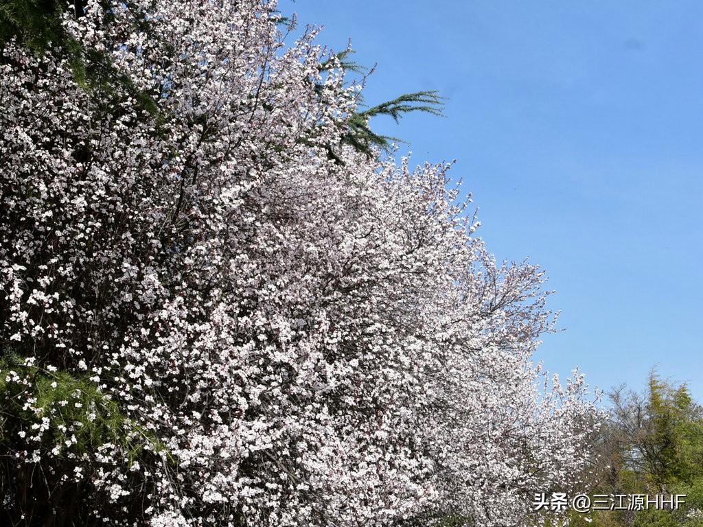 形容李子的优美句子诗句（18首李花诗词欣赏）