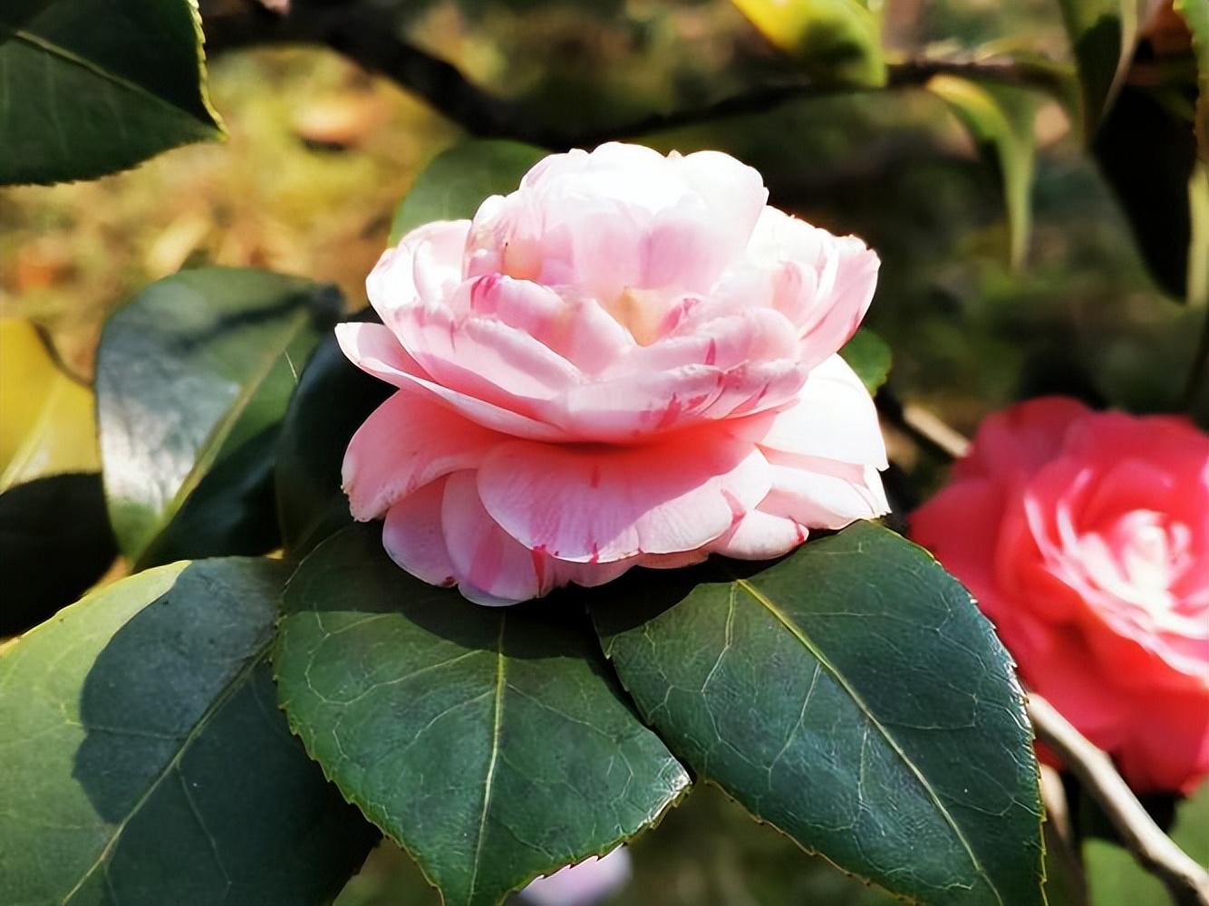 山茶花的花语是什么（山茶花的夏日养护与美丽传说）