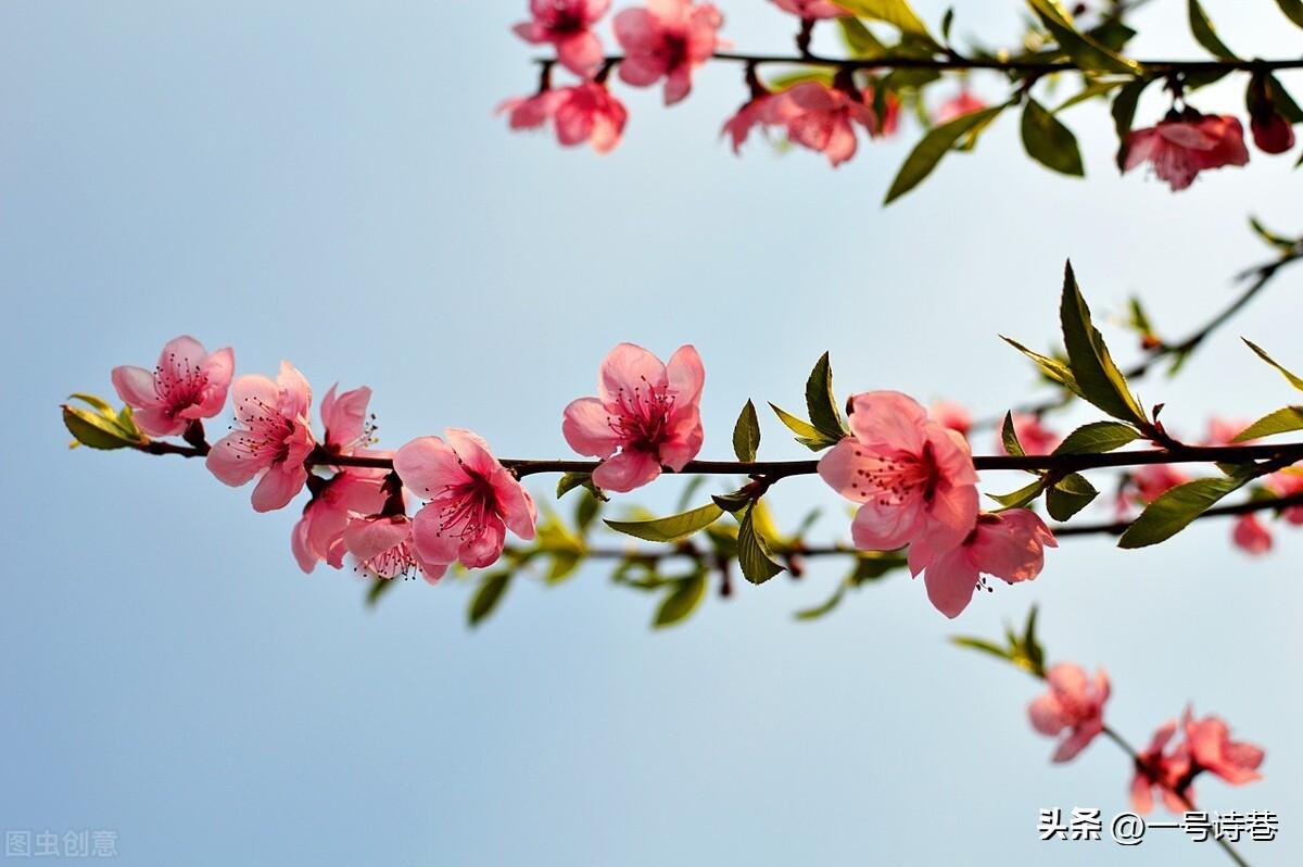 关于落花的唯美句子（一首落花诗，写得唯美又伤感）