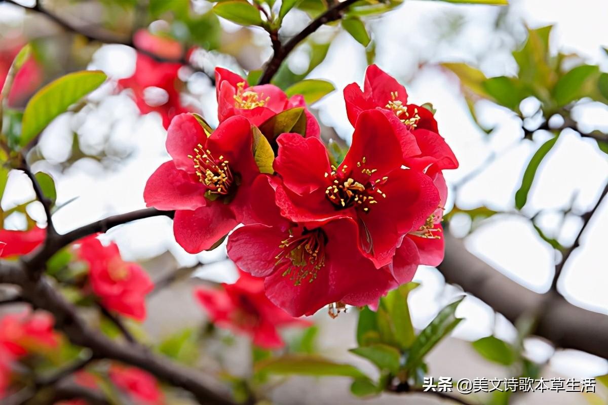 太阳花花语的意义（这些花语，你真的知道吗）