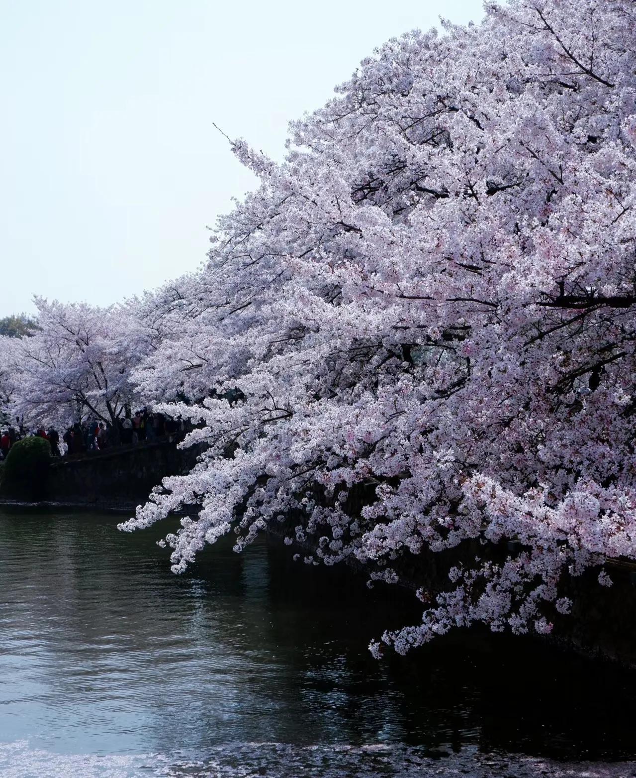 樱花的花语是什么（浪漫樱花与美好如约而至）