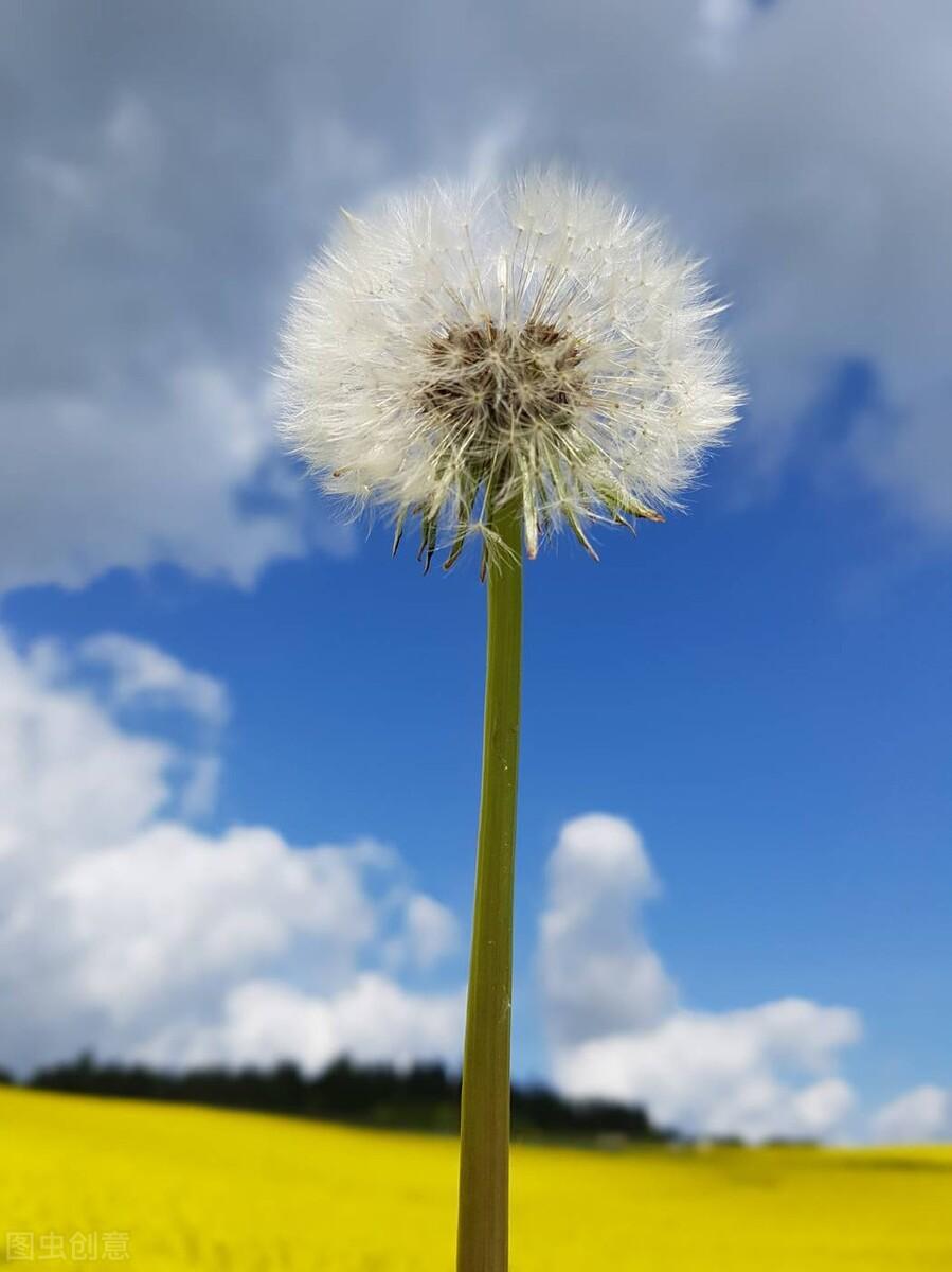 红玫瑰花语代表什么（每朵花都有它的花语）