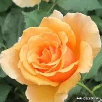 香槟玫瑰花语是什么意思（分享—香槟玫瑰）