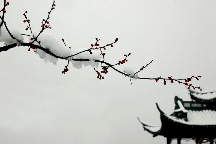 遥知不是雪为有暗香来是什么植物（王安石的梅花诗，梅花凌寒绽放、暗香袭人）