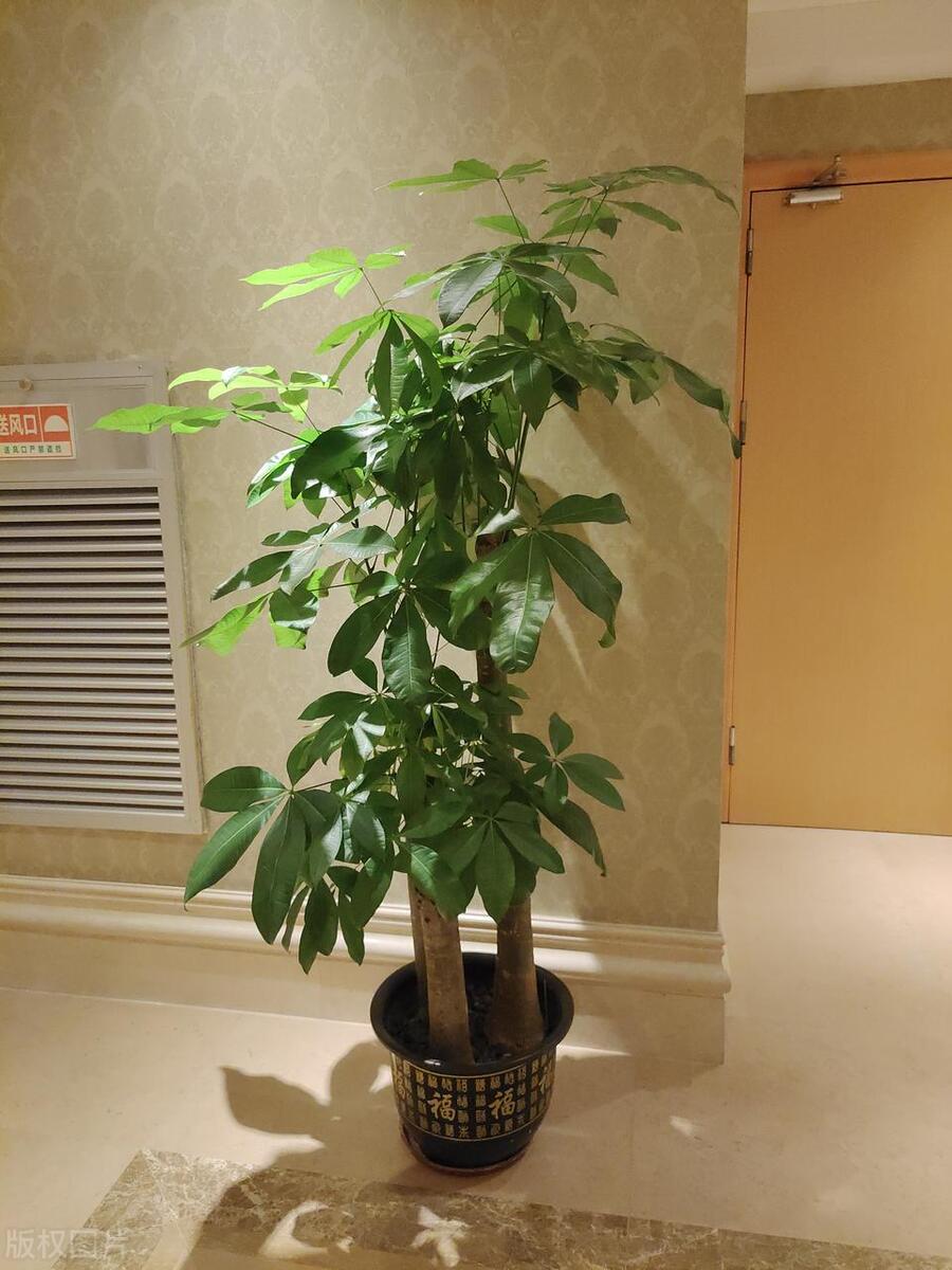 家里养花推荐好养品种（家里适合养什么植物对家庭比较好）