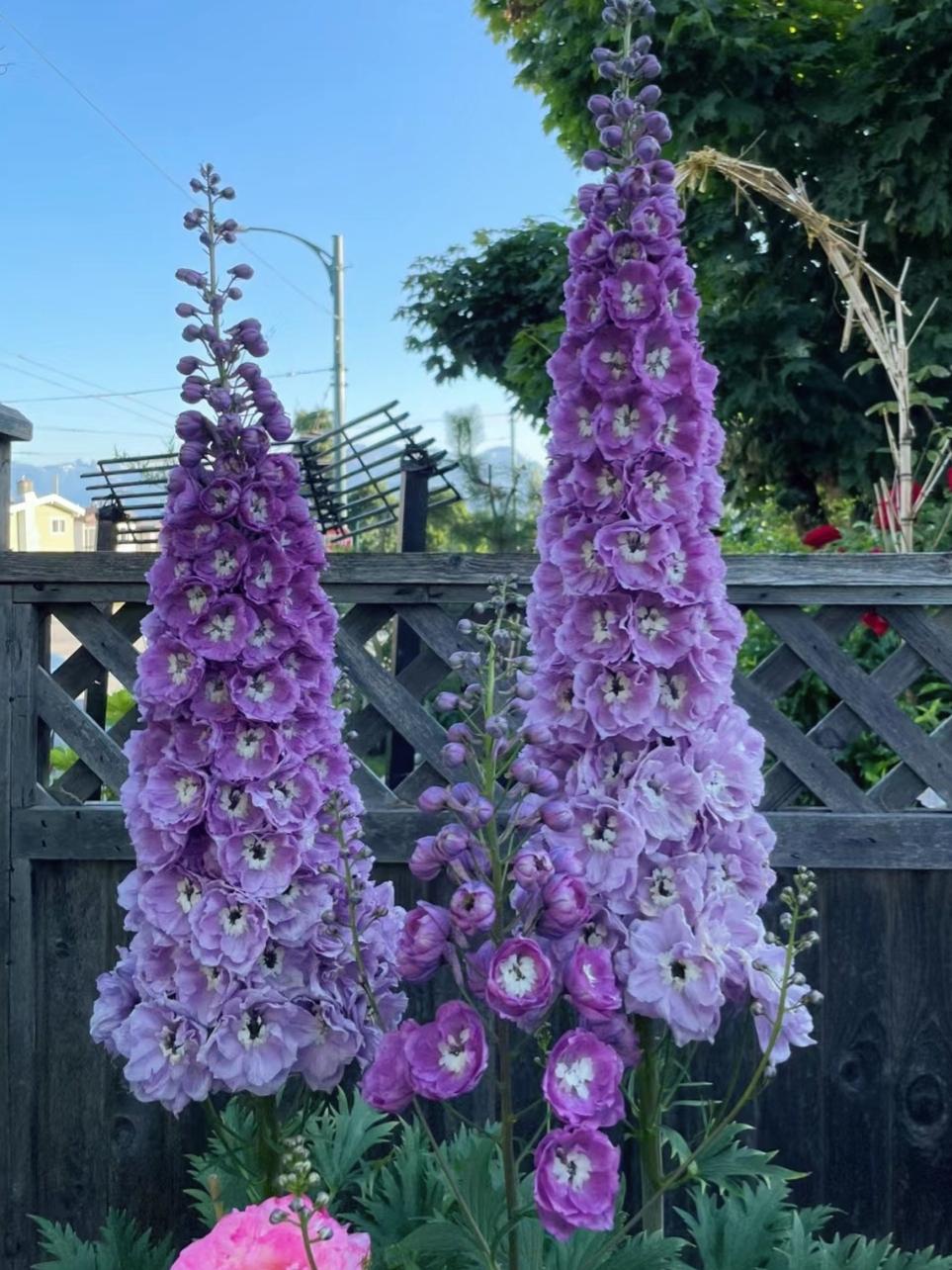 东北花园里可以种的花（公认“耐寒”的10种花，又美又耐冻）