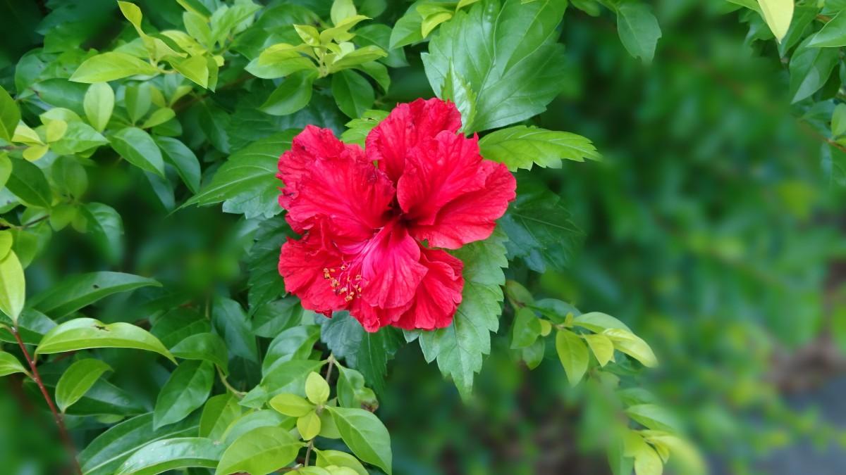 家中能养带刺的花吗（不建议室内养的5种花，家里养了赶紧搬出去）