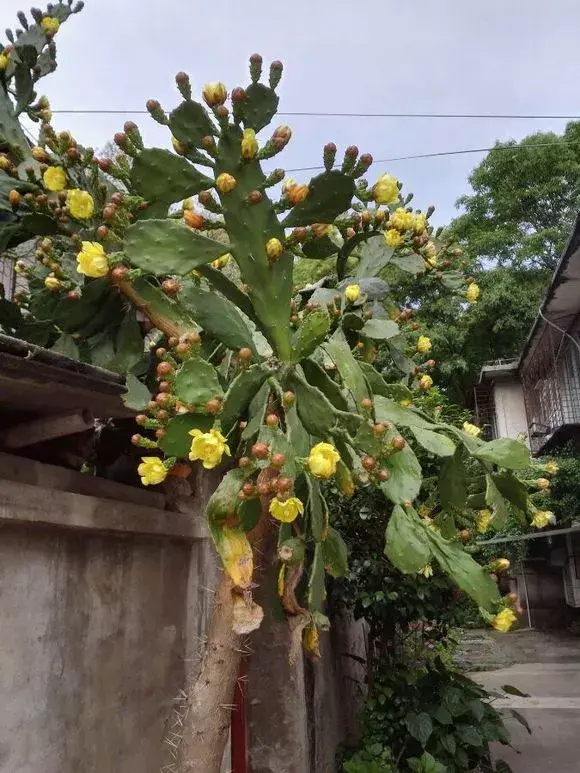 比较容易养活的花有哪些（7种花公认好养，几乎养不死）