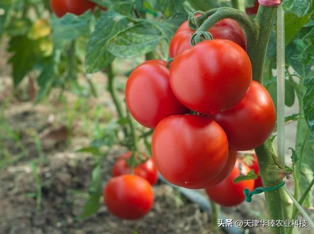 氨基酸能养花吗（氨基酸对植物的5个好处）