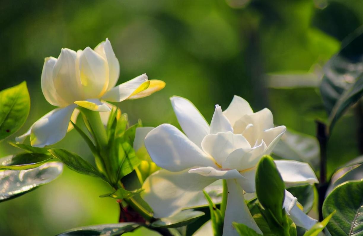 磷酸二氢钾能养花吗（把磷酸二氢钾当作促花“神药”，要注意这几点）