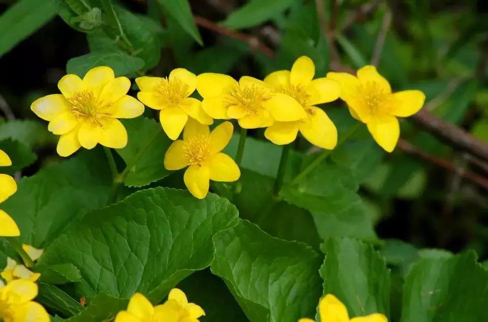 池塘养什么花比较好（9种养在水中很难养死的水生植物）