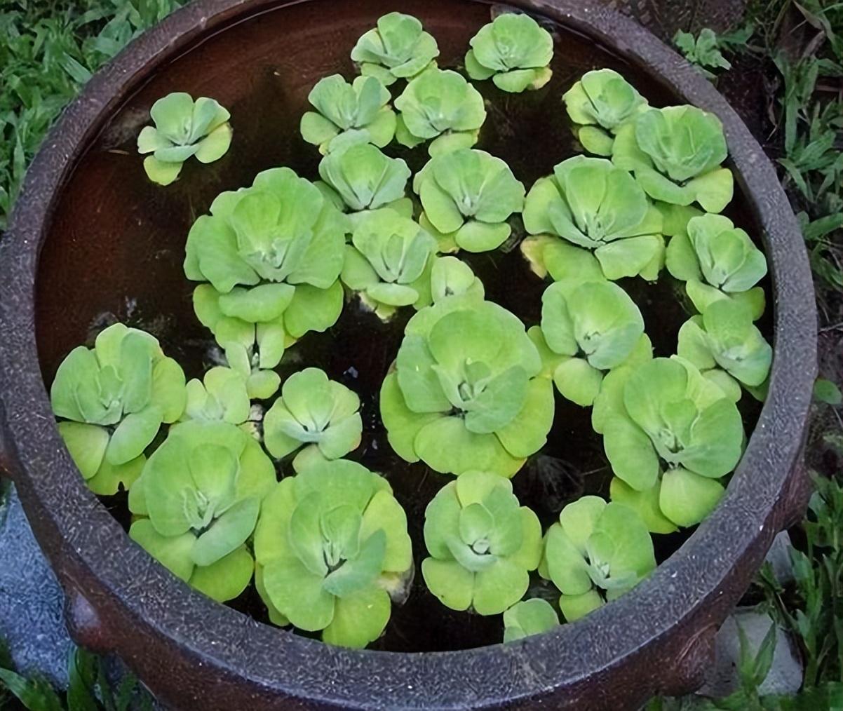 大缸花盆适合养什么花草（大水缸种上这5种花，缸缸爆满花）