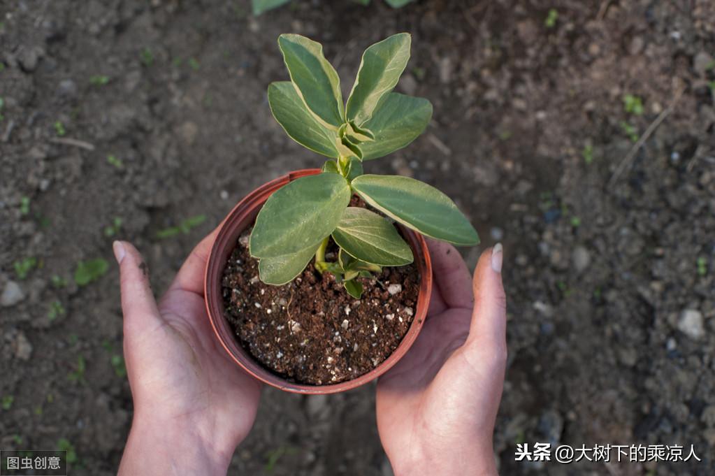 怎么养花才能养得好看（教你成功养出漂亮的花）