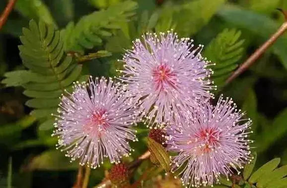 龟缸能养什么植物（龟池里最佳的植物和有毒的植物）