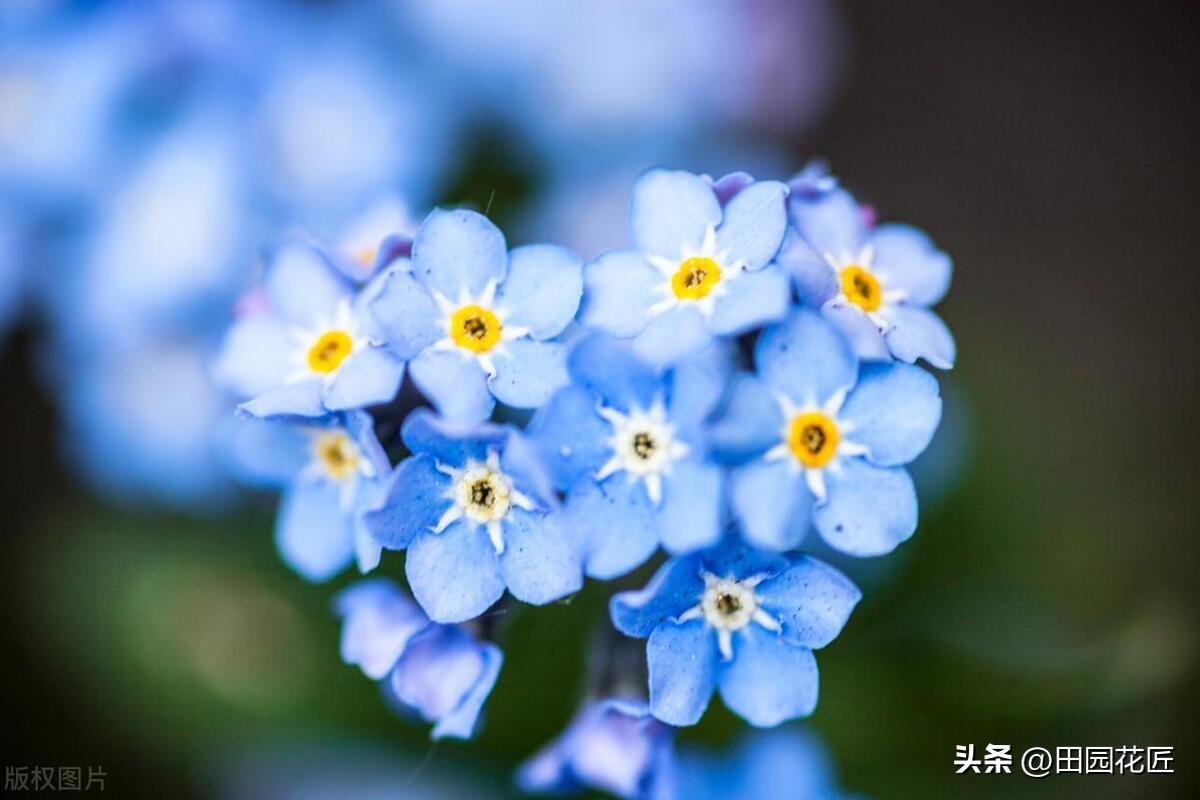 勿忘我花怎么养最好（勿忘我的家庭栽种方法，操作简单易上手）