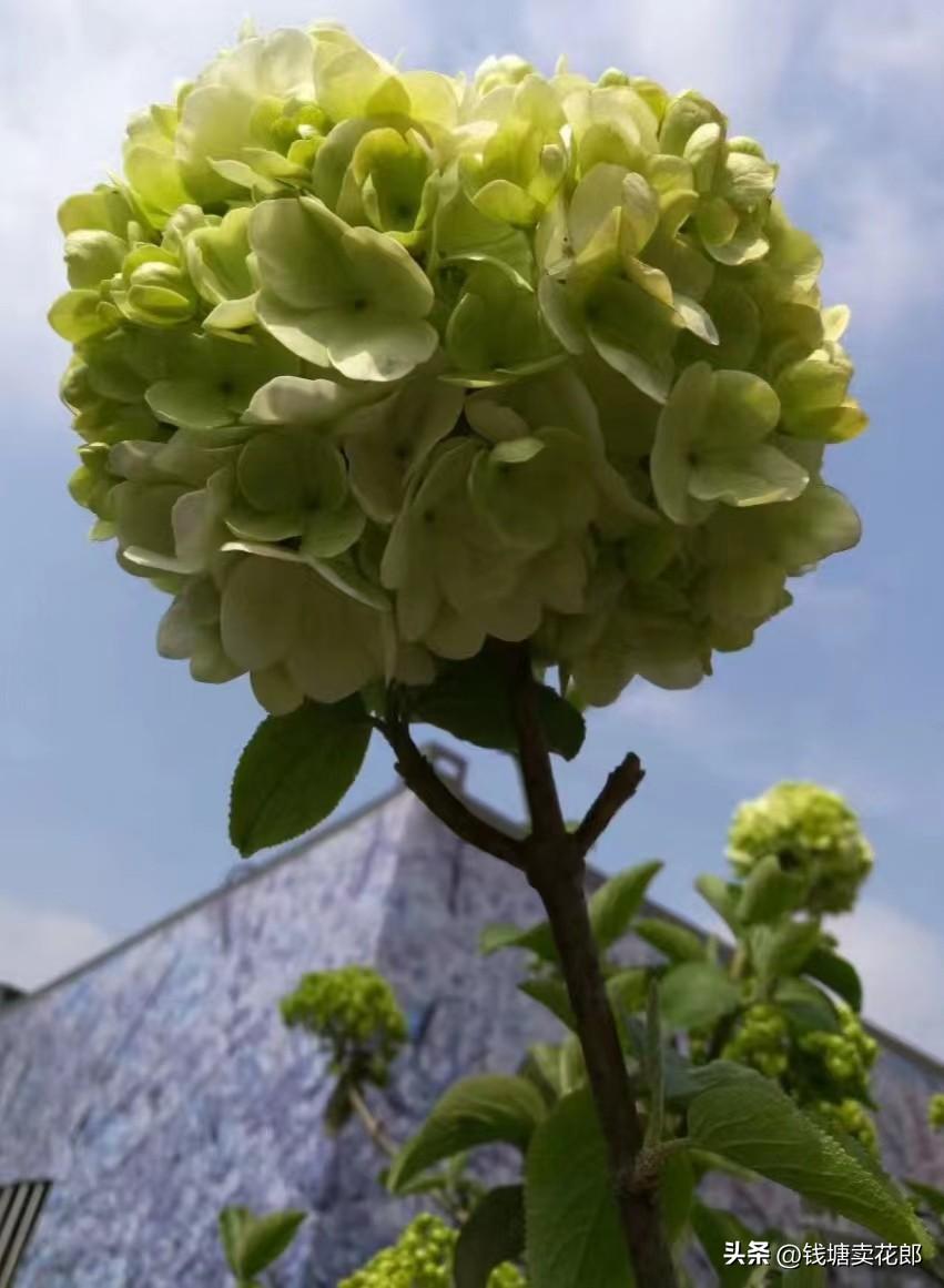 春季室外适合种什么花（春天适合庭院种植的3种观花植物）