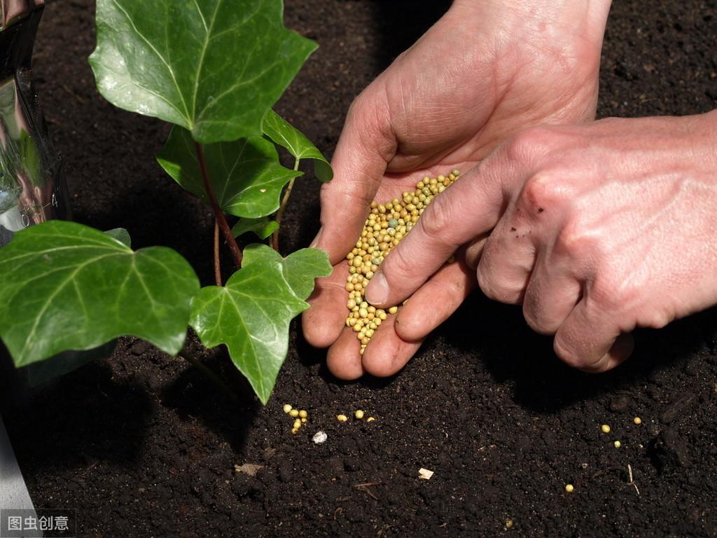 颗粒养花的正确方法（花卉盆栽施颗粒肥有技巧）