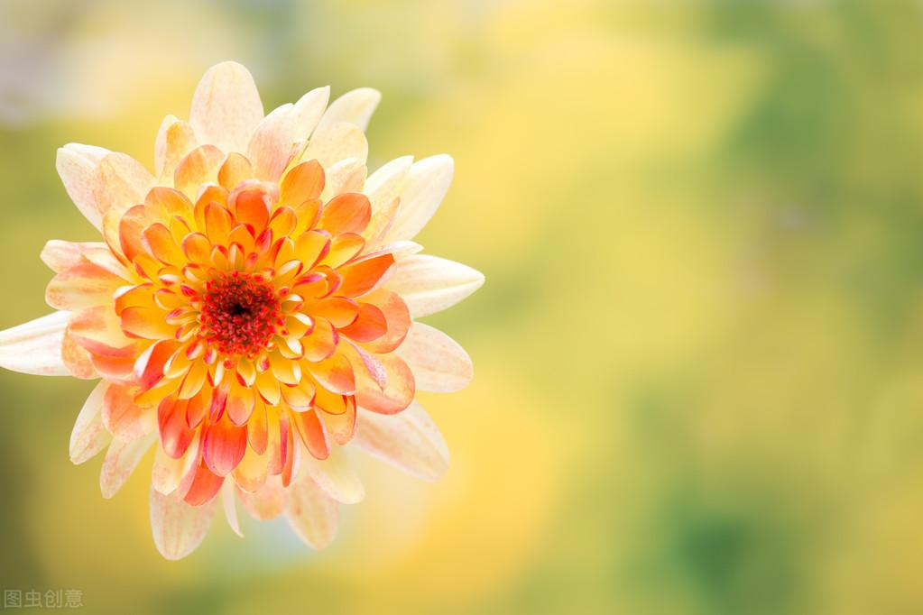 高锰酸钾养花用途（给花儿经常喂点这4种药水，花儿10年不烂根）