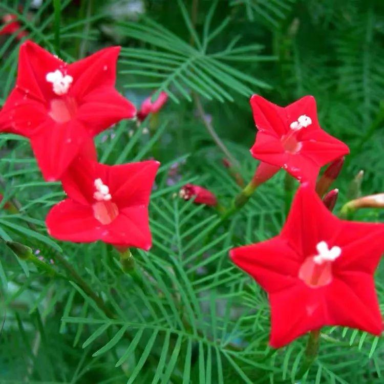 家里适合栽什么花（家里养这八种花，秒变花海，美如仙境）