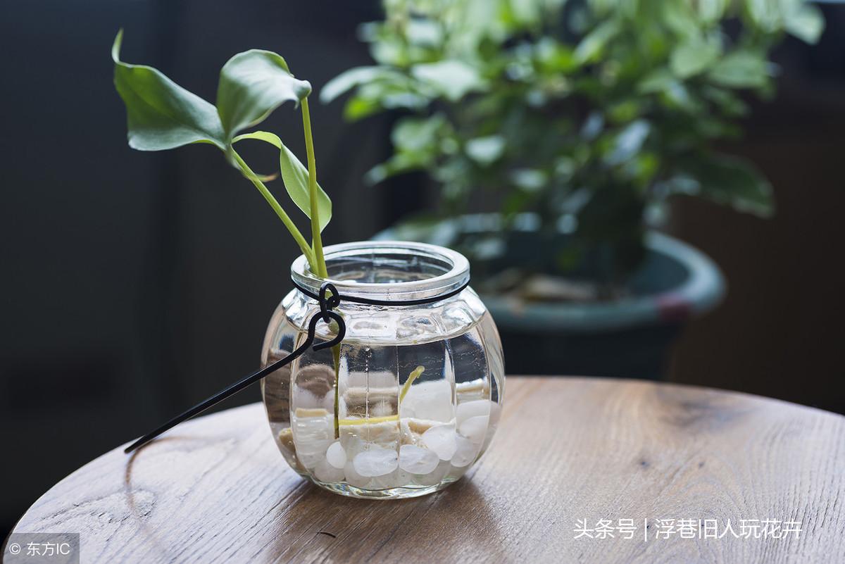 龟缸养的植物发黄了怎么办（水培植物总是黄叶，学会这几点轻松解决！）