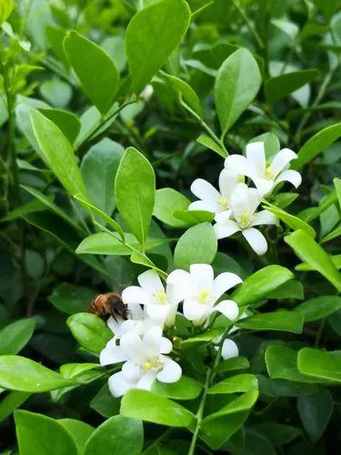 广东省适合种什么花（你知道广东省传统的花种吗？）