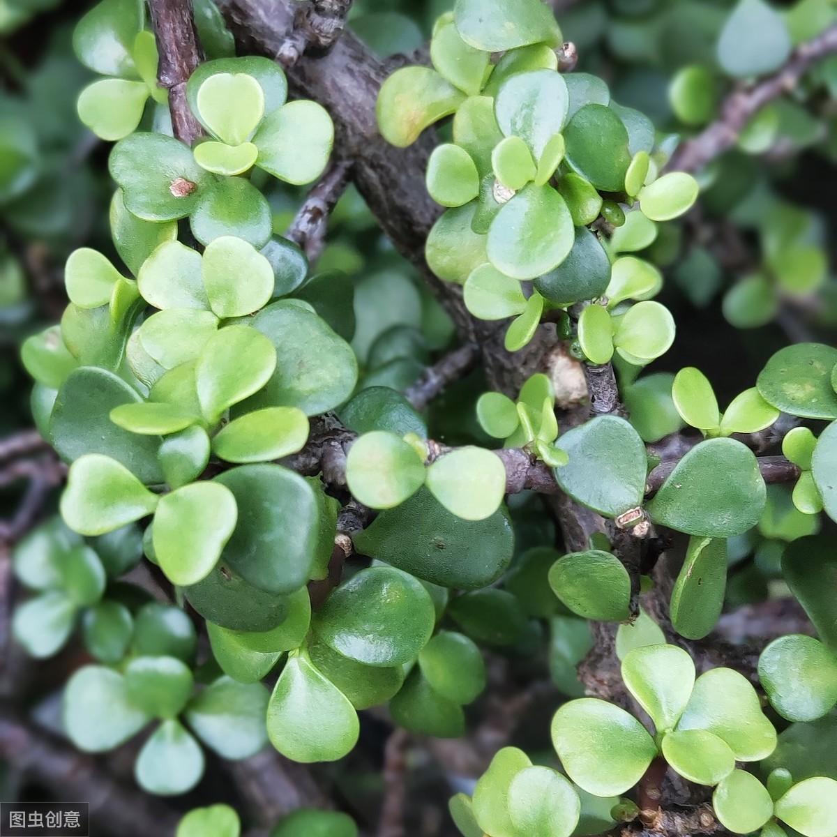 好养有没虫害的花卉（4种不容易生虫生病的花，家里养一盆，省心又好看）