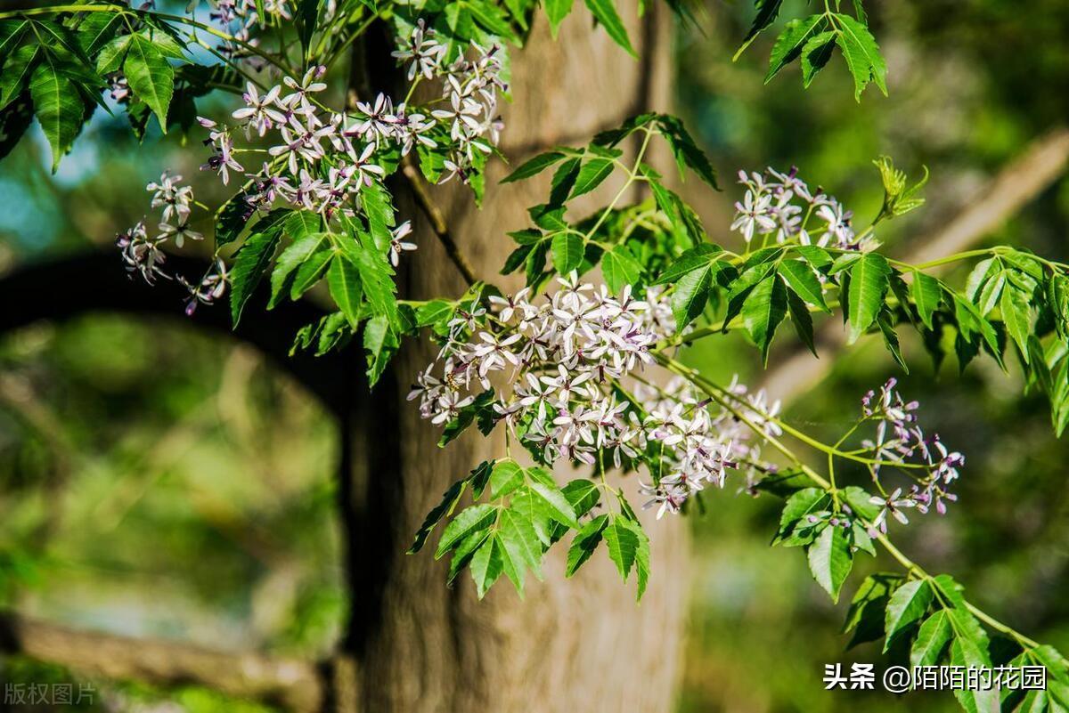 好养的浓香型花卉（盘点浓香型花卉植物）