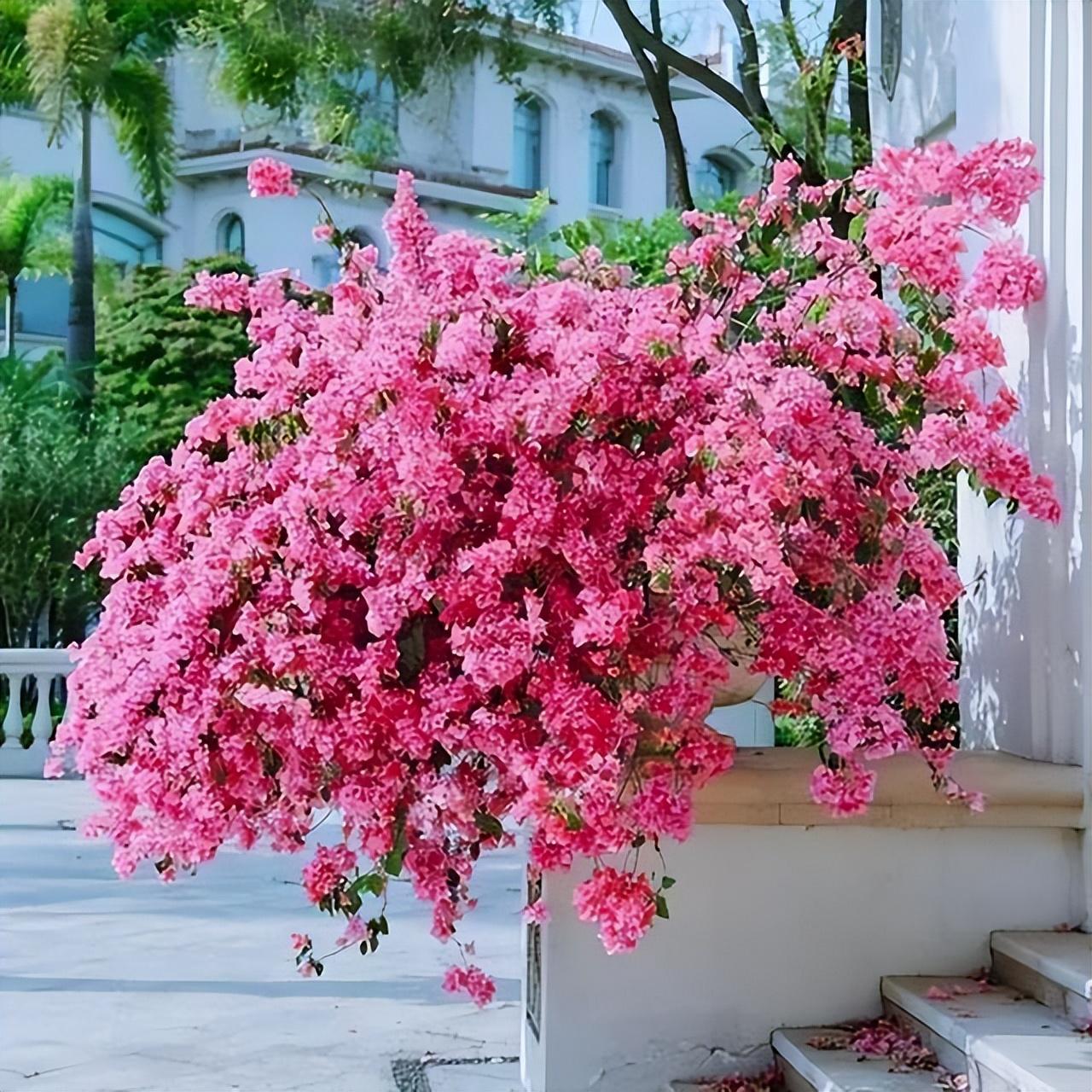 适合封闭阳台种的花有哪些（这8种花，可以列入封闭阳台的“白名单”）