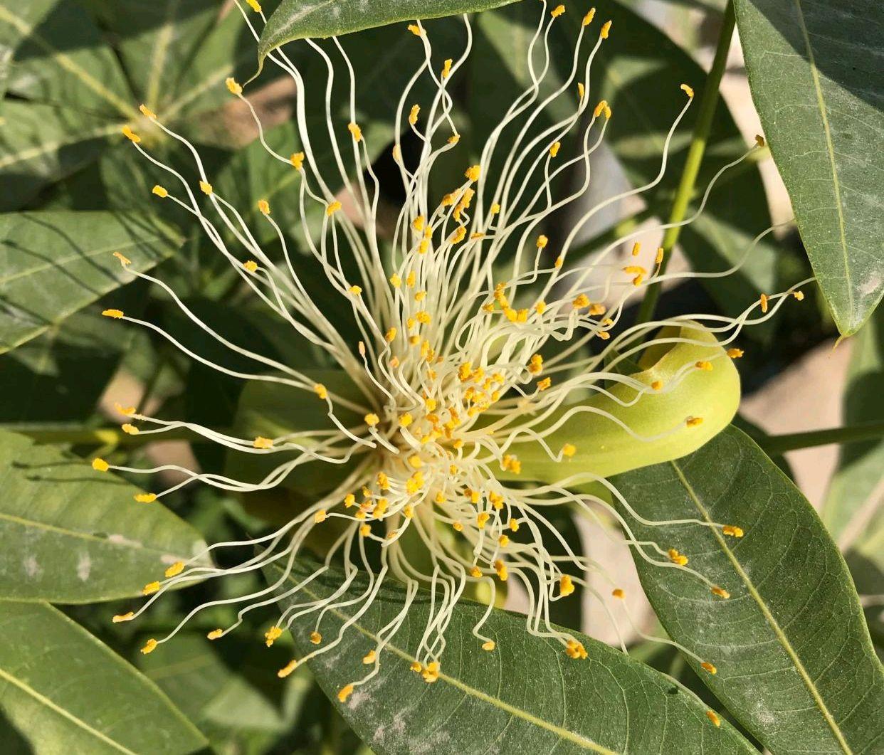 发财树树开花吗（有人说发财树会开花是真的吗？）