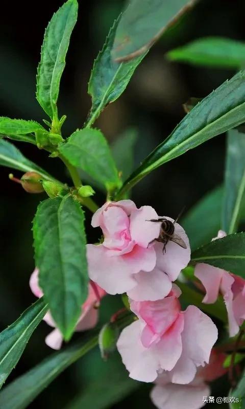 凤仙花全株药用（可以用来染指甲的凤仙花）