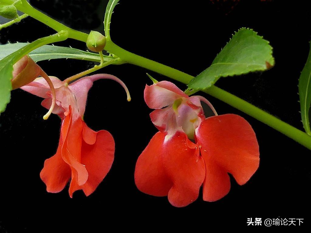 凤仙花的果实是什么形状的（花草吟系列之《凤仙花》）