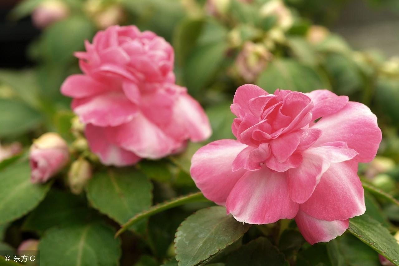 凤仙花如何播种的（家庭养花: 凤仙花栽培）