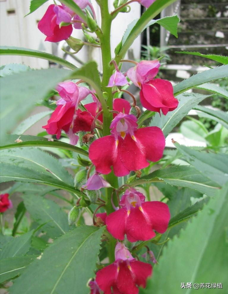 凤仙花什么季节开放的（春天到了，是种植指甲花的时候了）