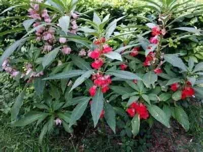 凤仙花的作用与功效蛇有什么作用（植物百科｜会变脸的凤仙花）