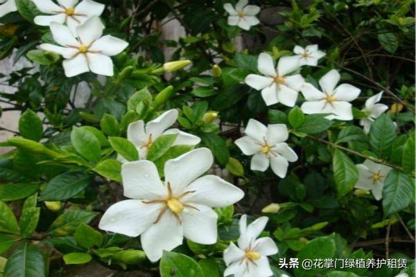 栀子花夏天怎么浇水（栀子花夏天怎么养护）