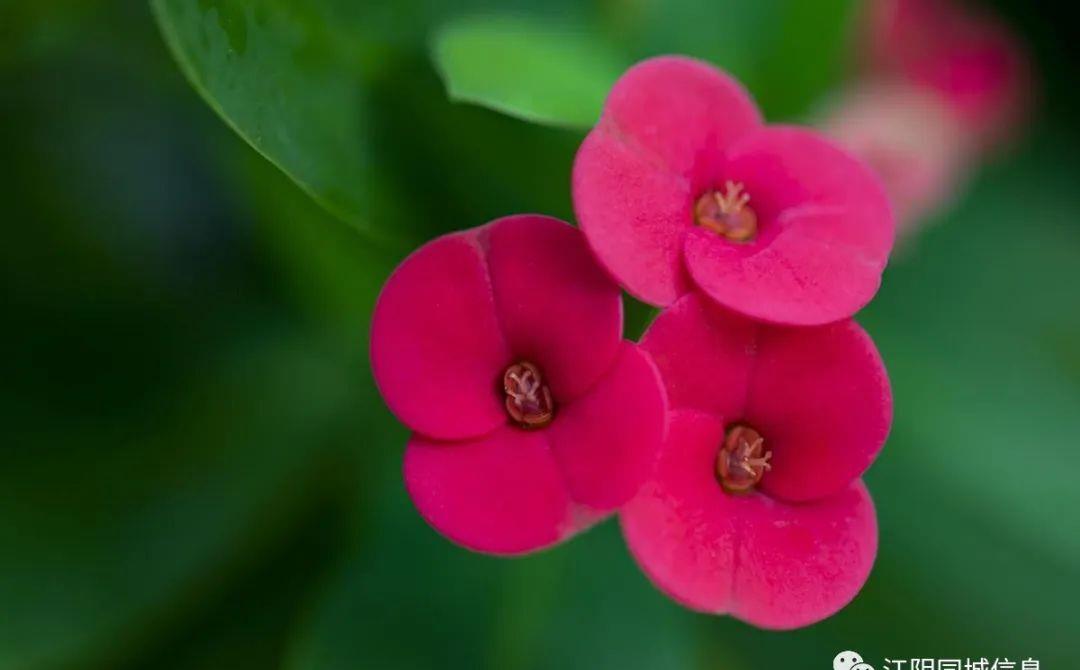 刺花怎么扦插（掌握虎刺梅繁殖技巧，美丽花园随手可得）