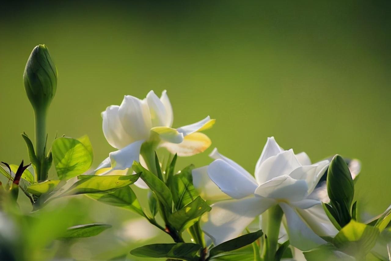 怎样扦插栀子花成活率高呢（扦插栀子花最好的季节，2个成活率超高的方法）